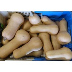 Courge Butternut 1kg