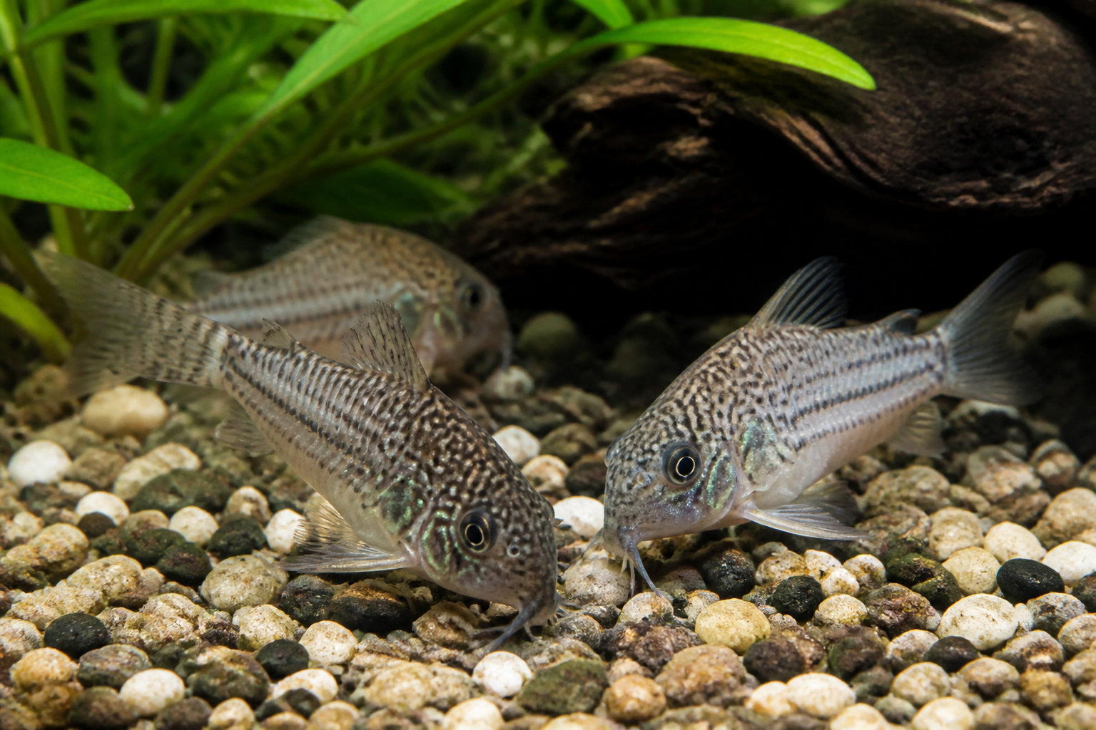 Comment il squatte nos rivières et tes aquariums