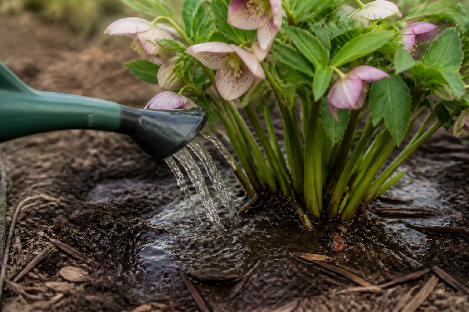 Comment garder ta plante en pleine forme ?